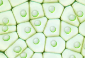 Paraben Free