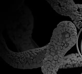 Fibras de biocelulosa impregnadas