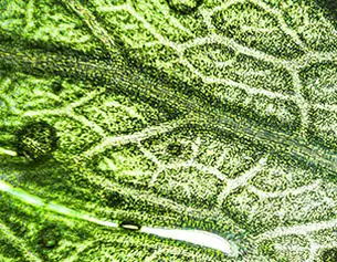 Extractos Botanicos Purificantes