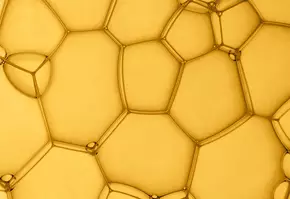 phloretin