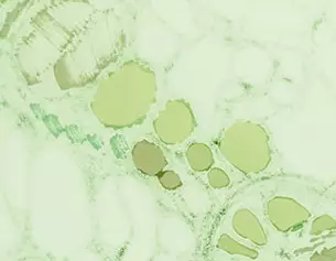 Pure Ceramides