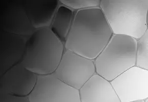 PDRN Ingredient