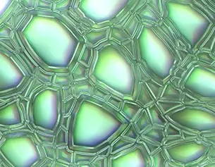 Extracto de Hoja de Aloe Barbadensis