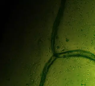 Extracto de Hoja de Olivo