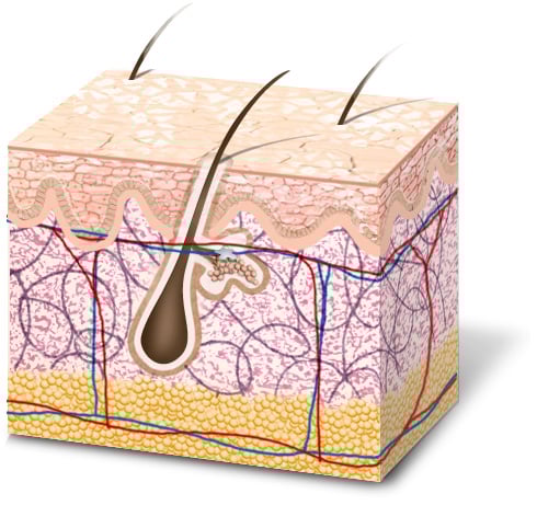 normal skin